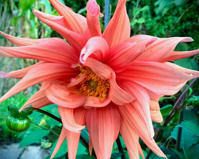Dahlias from Mexico to Shropshire: A Colorful Garden Journey