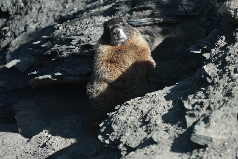 Fat Marmot Week 2026 Champion Crowned: Dawn Wins