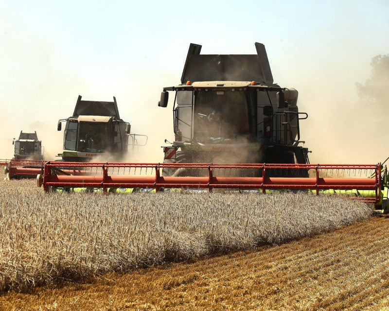 Ukraine War Threatens Egypt Food Supply from Black Sea Strikes