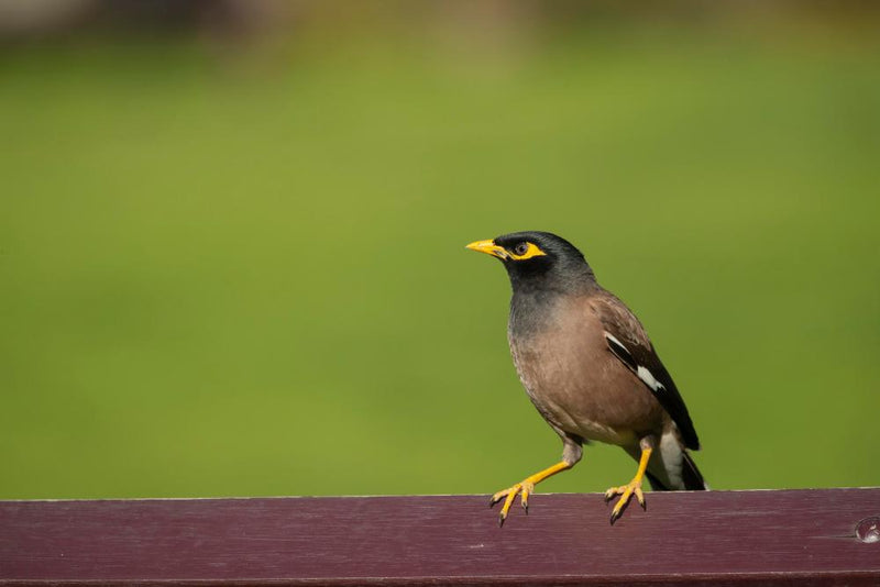 Myna Birds on Sydney Train: Urban Wildlife Adaptation Explained