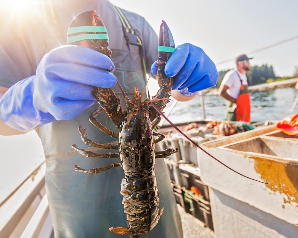 Shellfish vs Ocean Acidification: Can Lobsters Save the Seas