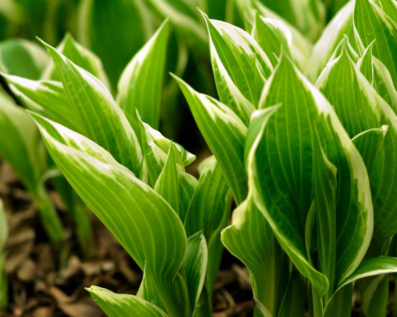 Resilient Crops to Future-Proof Your Garden After a Fiery Summer