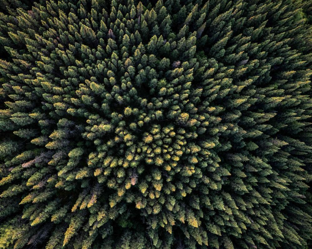 Deciduous Trees March North, Outcompeting Evergreens in Boreal Forests