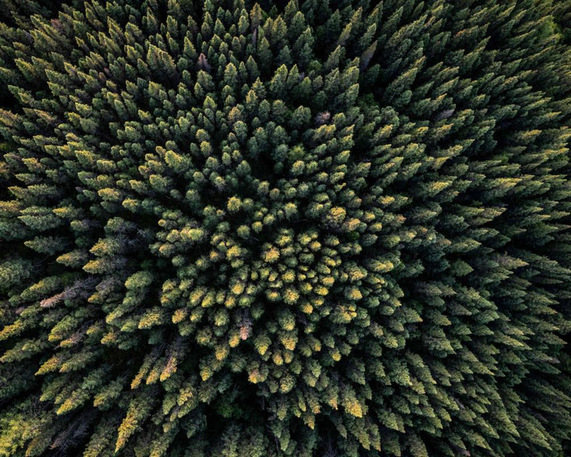 Deciduous Trees March North, Outcompeting Evergreens in Boreal Forests