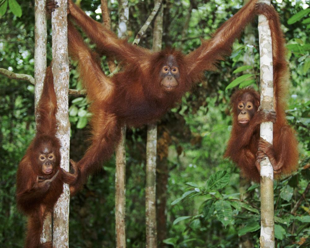 Childcare Summer Survival: Playdate Tips from Orangutan Moms
