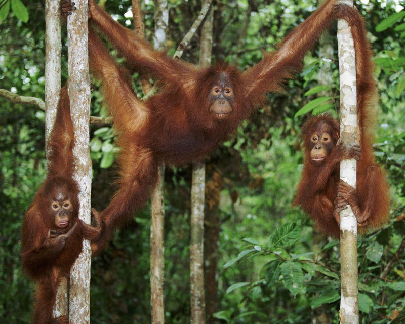 Childcare Summer Survival: Playdate Tips from Orangutan Moms