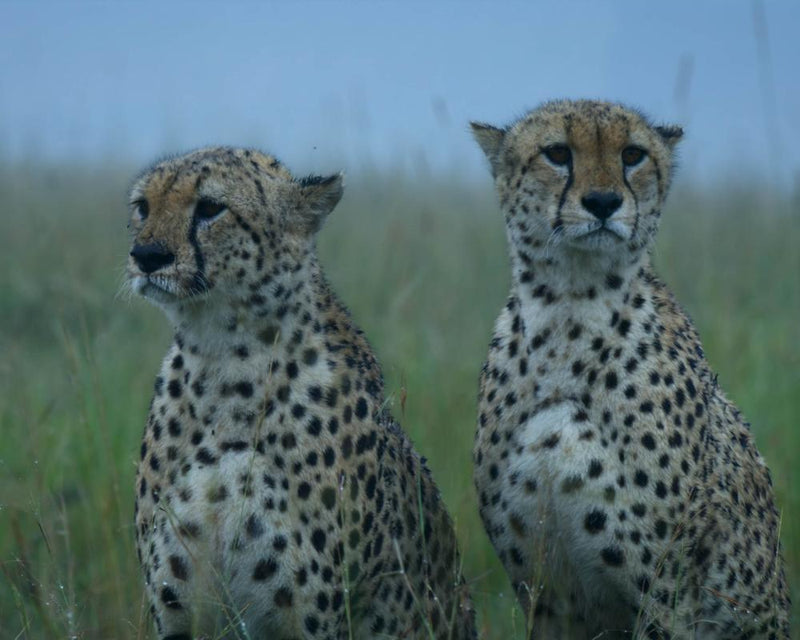 Force of Nature Review: Climate Crisis Spectacle for Animals