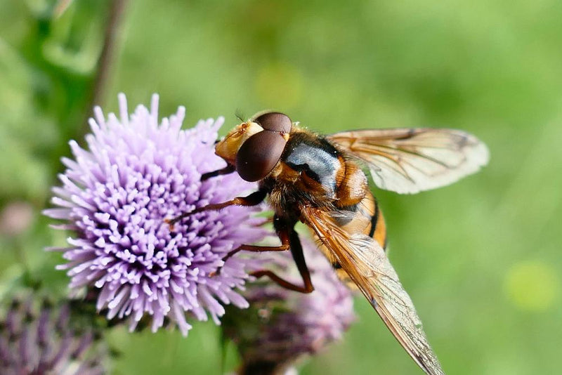 Hornet Mimic Hoverfly: Batesian Mimicry Explained