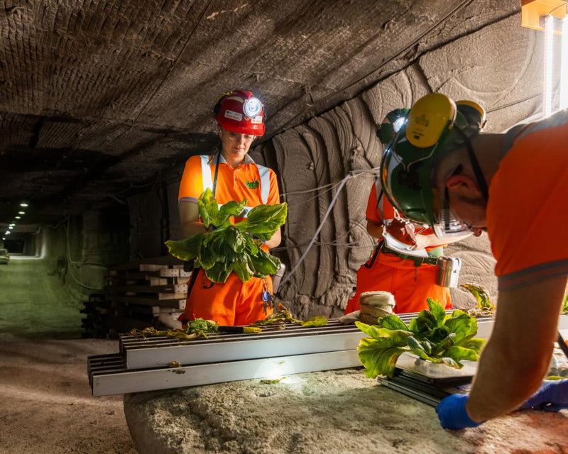 Underground Farming in Disused UK Mines Could Solve Food Crisis