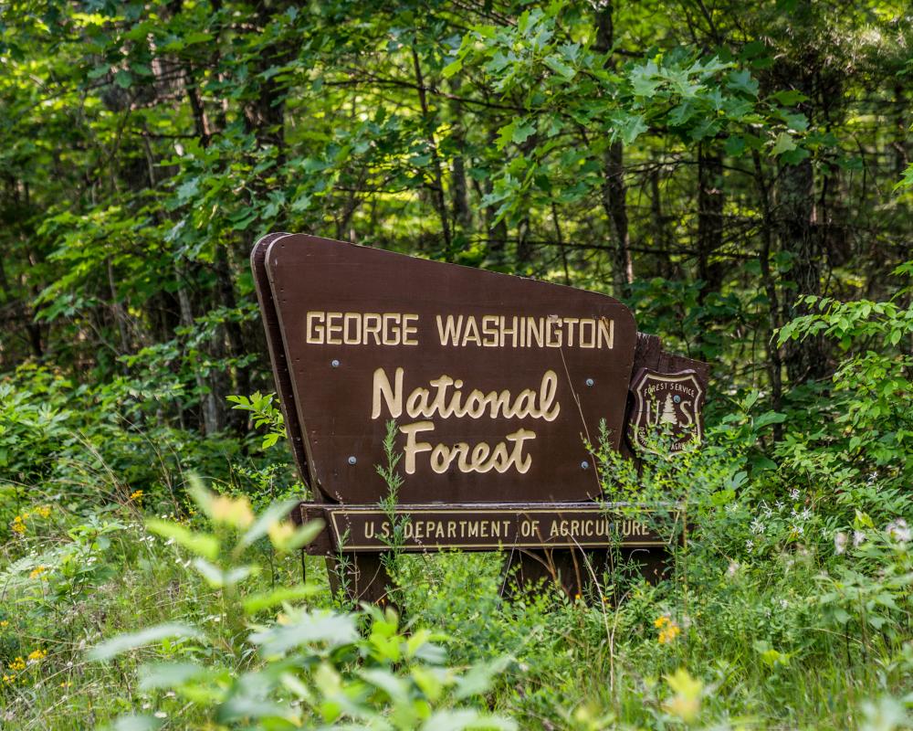 Trump Administration Rescinds Roadless Rule for Old-Growth Forests