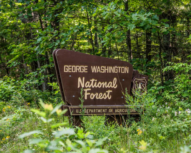 Trump Administration Rescinds Roadless Rule for Old-Growth Forests