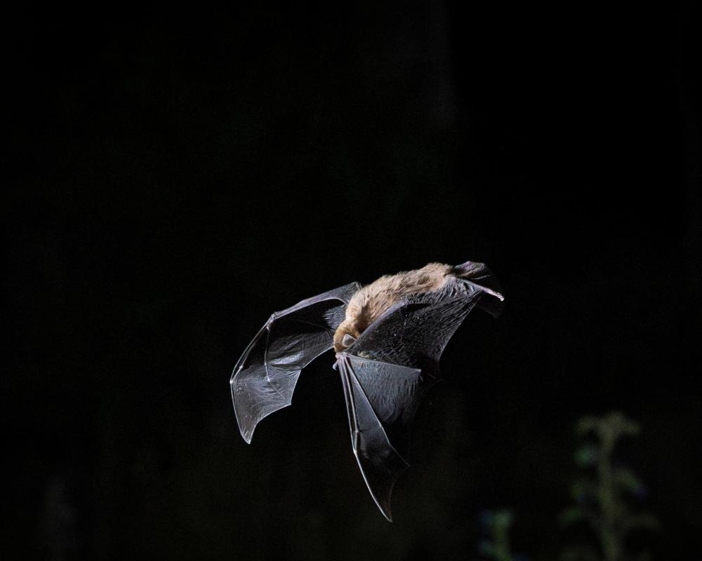Endangered Australian Bat Population Drops 16% Baffles Experts