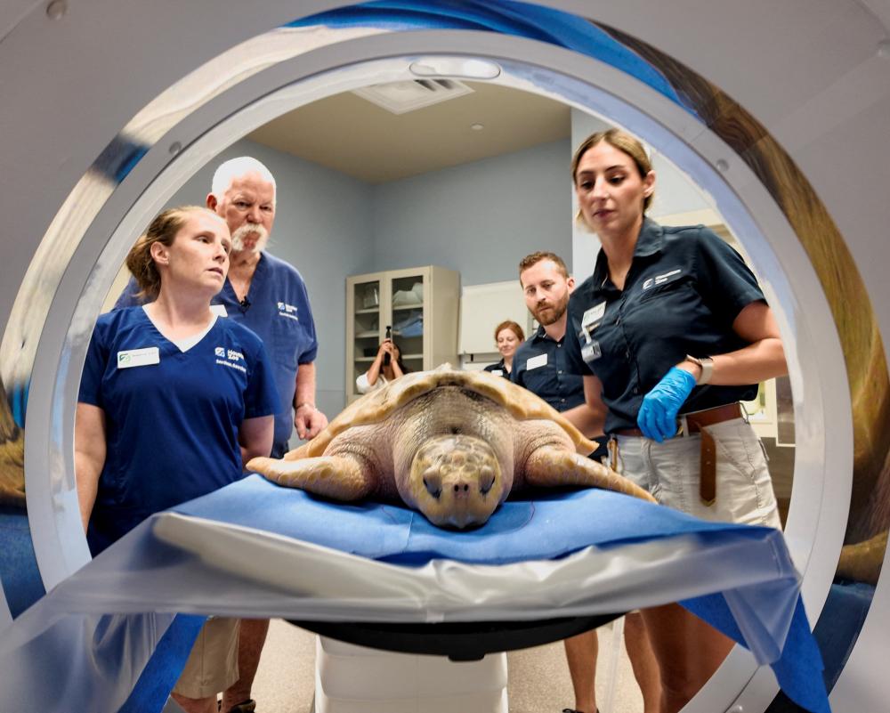 Rare Sea Turtle Recovers After 5,000-Mile Journey from Wales to Texas