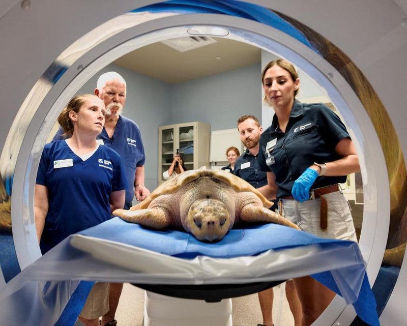 Rare Sea Turtle Recovers After 5,000-Mile Journey from Wales to Texas