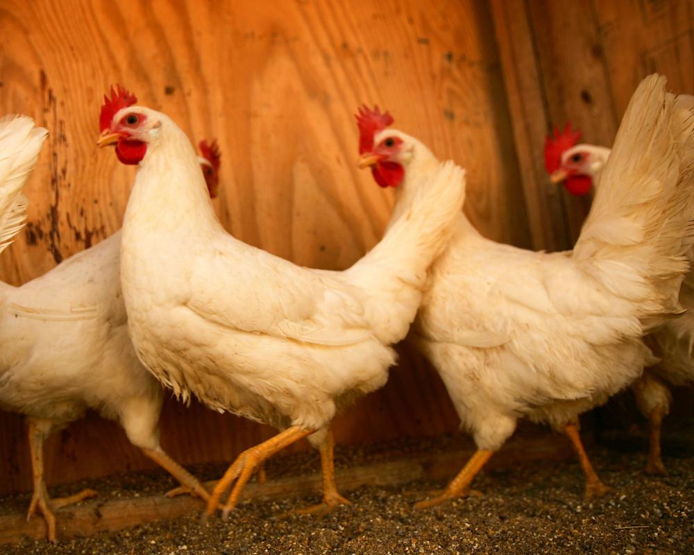 West Nile Virus Surveillance: Chickens as Early Warning Systems