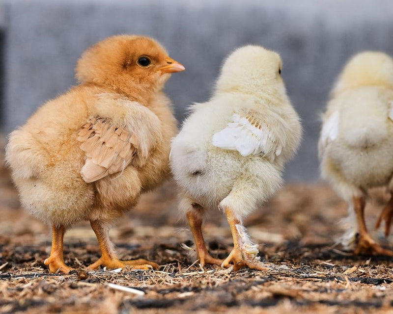 Chicken Farm Reality: UK Food Production and Environment