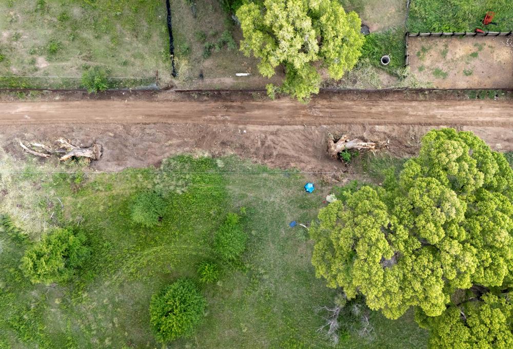 Border Tree Protest: 200-Year-Old Cottonwood Sparks Standoff