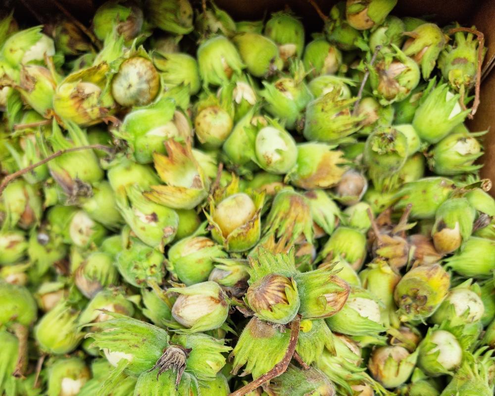 Grow Cobnuts: A Guide to Cultivating Hazelnuts in Your Garden