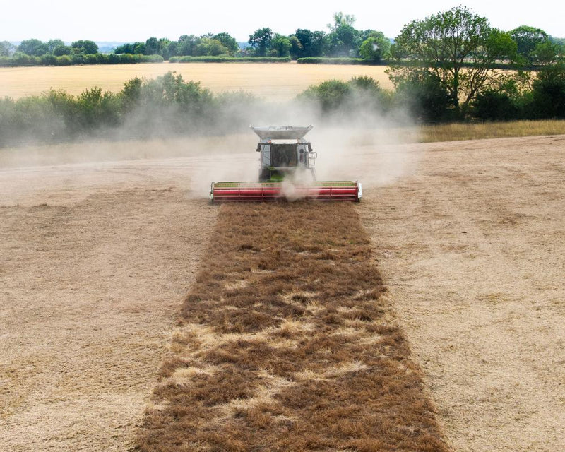 UK Farmers Tackle Drought with Beavers and Smarter Soil