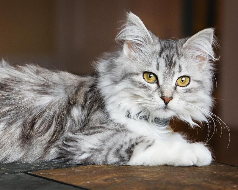 Minoxidil Hair Loss Treatment Toxic to Cats and Dogs