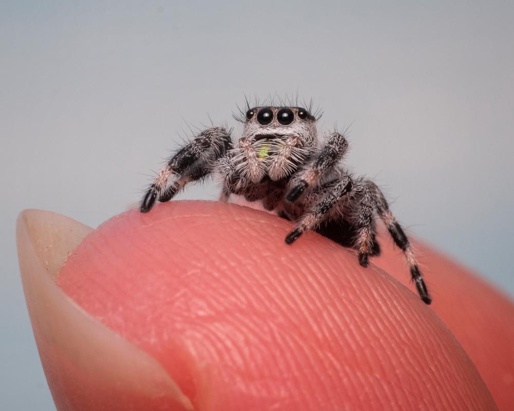 Jumping Spiders as Pets: The Web Puppy Craze Explained