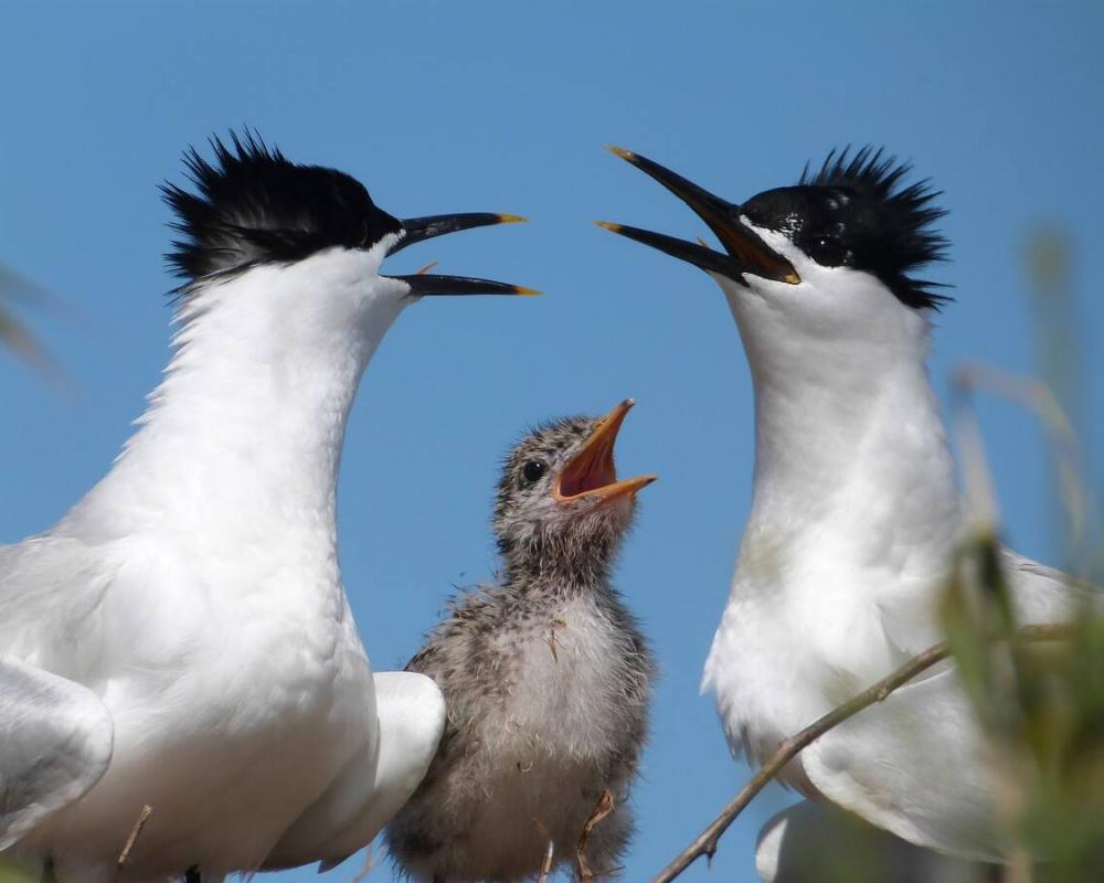 Seabird Numbers Bounce Back in Solent After 2022 Avian Flu Wipeout
