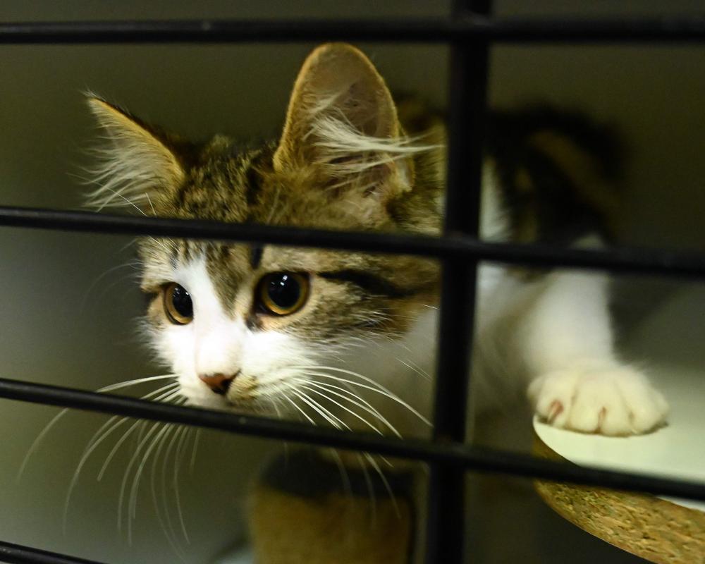 RSPCA Cat Crisis: Shelters Overwhelmed as Cats Outnumber Dogs