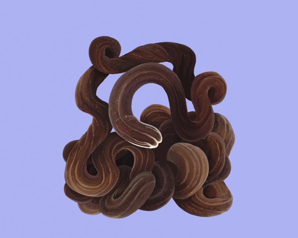 Bootlace Worm: Toxic Slime and Super Length Facts