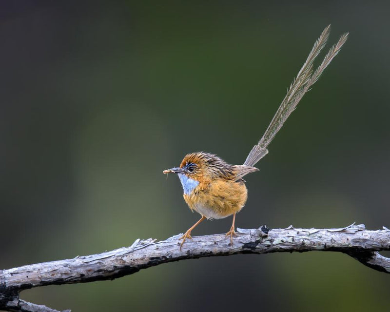 Endangered Birds Protected from South Australia Space Project
