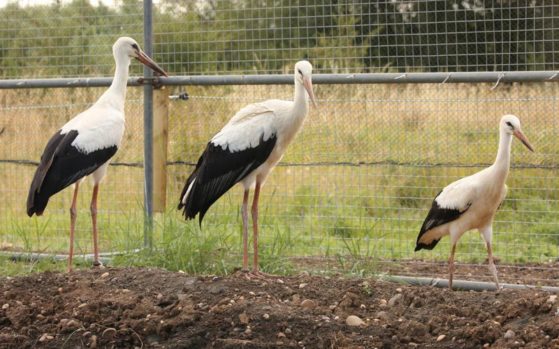 White Storks Return to Derbyshire After 600-Year Absence