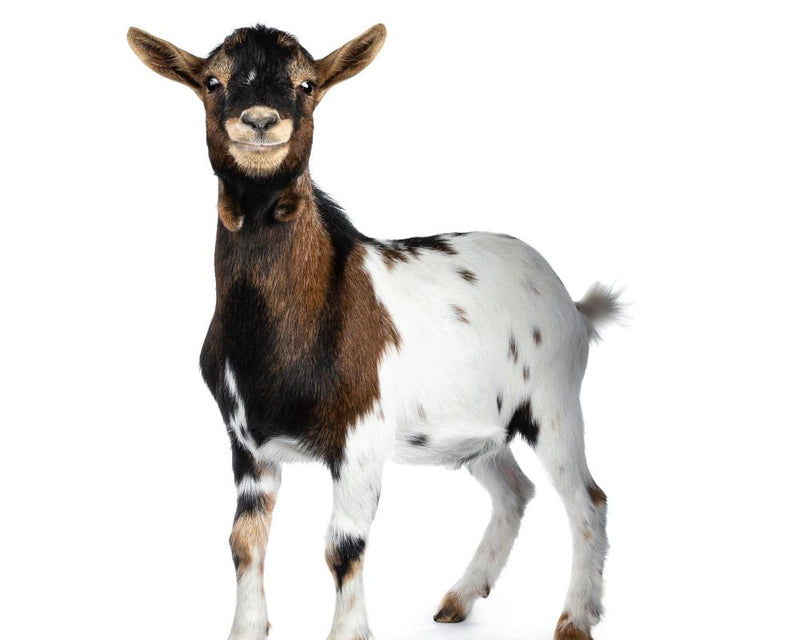 Monty Hall Golden Goat Puzzle Solution Explained