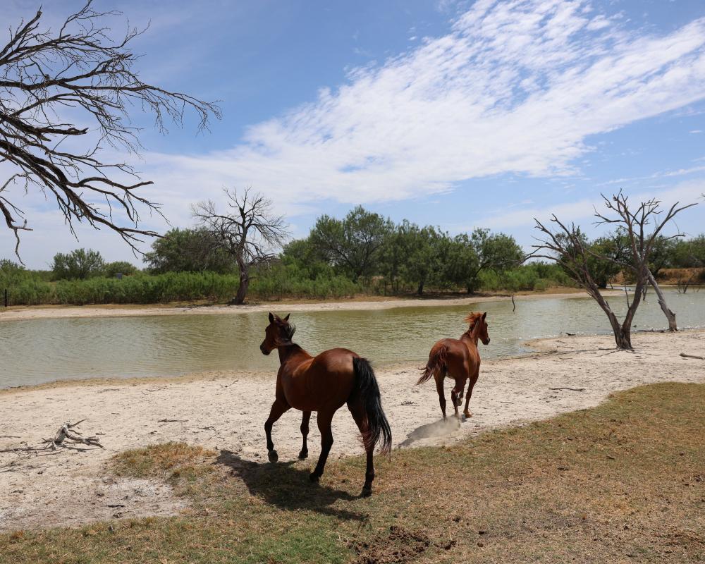 Texas Reports First Equine Screwworm Infection in Ranch Horse