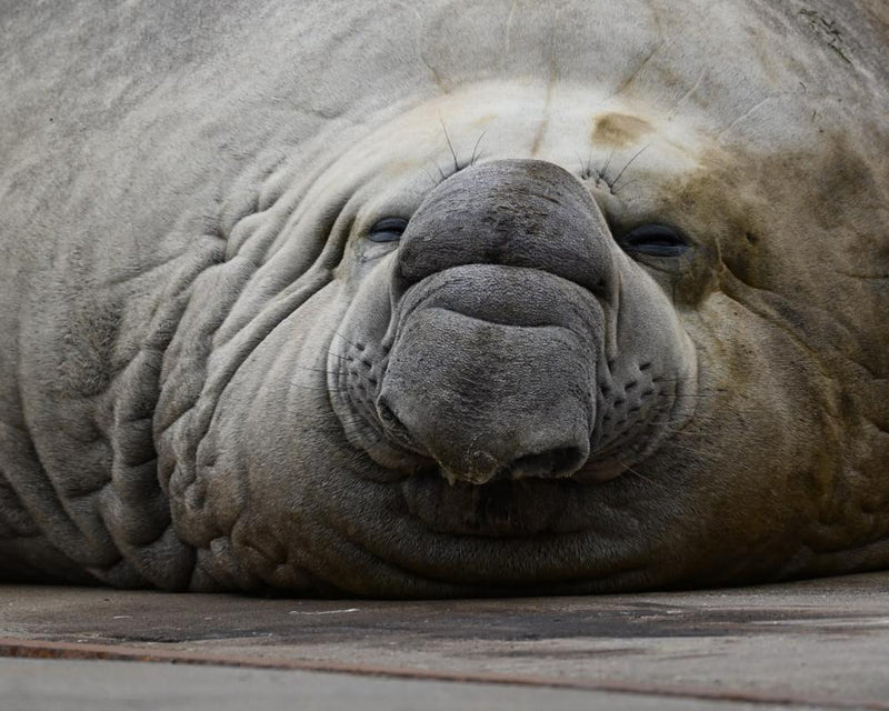 Sammy the Elephant Seal in Bird Flu Hotspot: Local Celebrity at Risk
