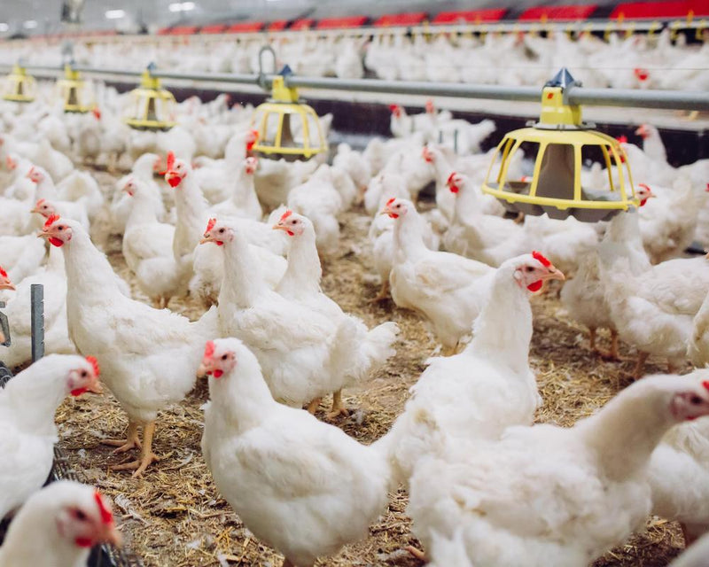 Industrial Chicken Farming Spreads Diarrhea Bacteria, Study Finds