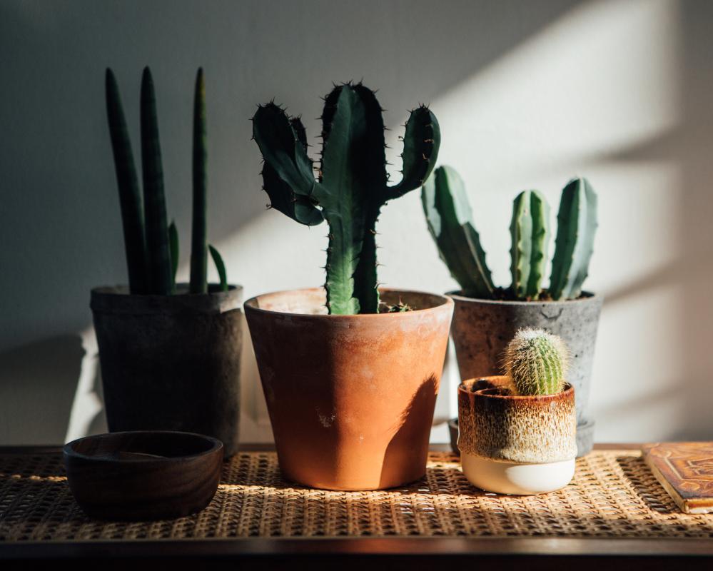 Winter Houseplant Dormancy: Should You Rest Plants in the Dark