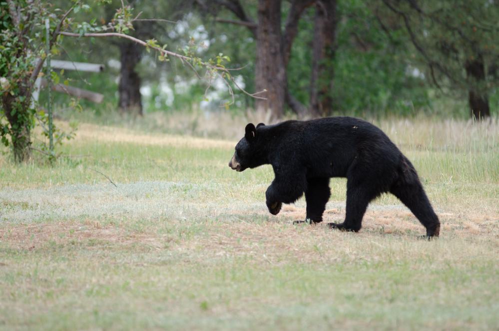 Colorado Bear Attacks Hit Record High: Safety Tips for Campers