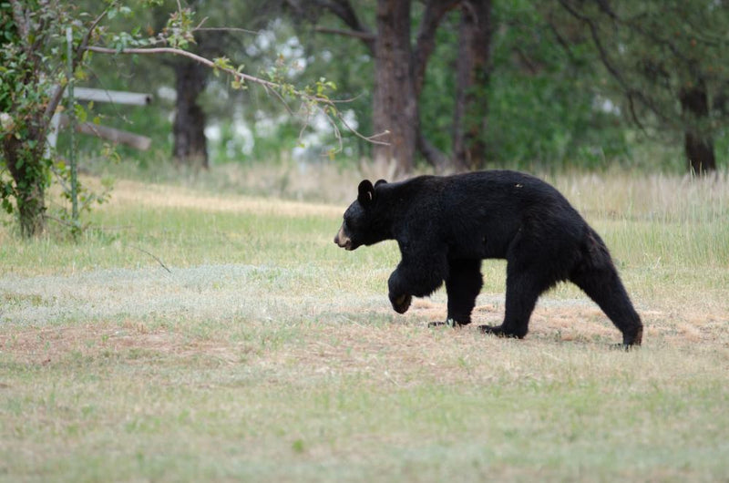 Colorado Bear Attacks Hit Record High: Safety Tips for Campers