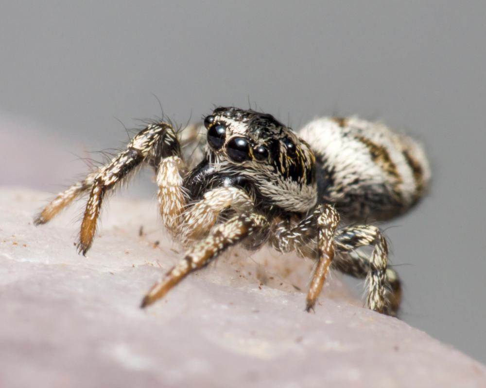 Spider Season in Britain: Ten Species You Will See This Autumn