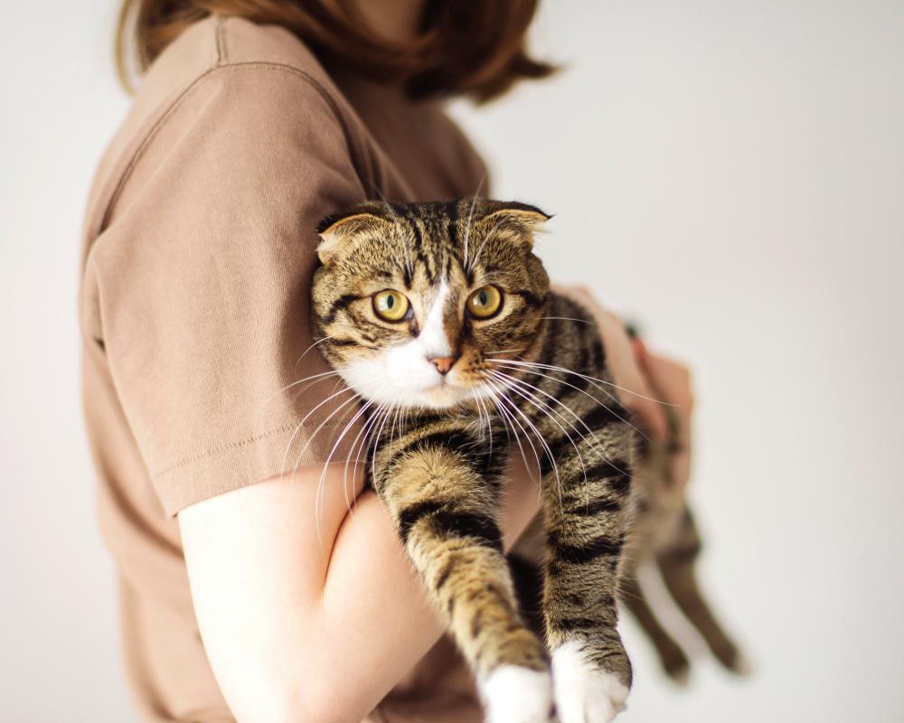 Cat Seducers: How Neighborly Feuds Over Feline Friends Are Rising