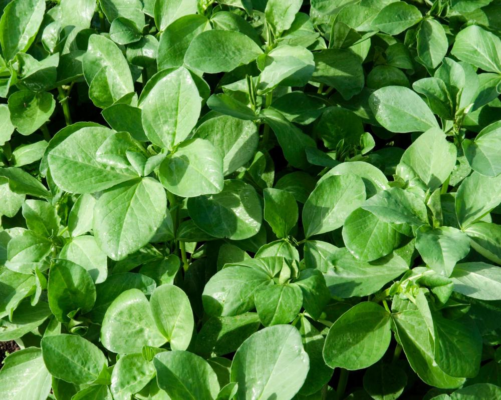 Soil Improvement with Legumes for a Thriving Garden