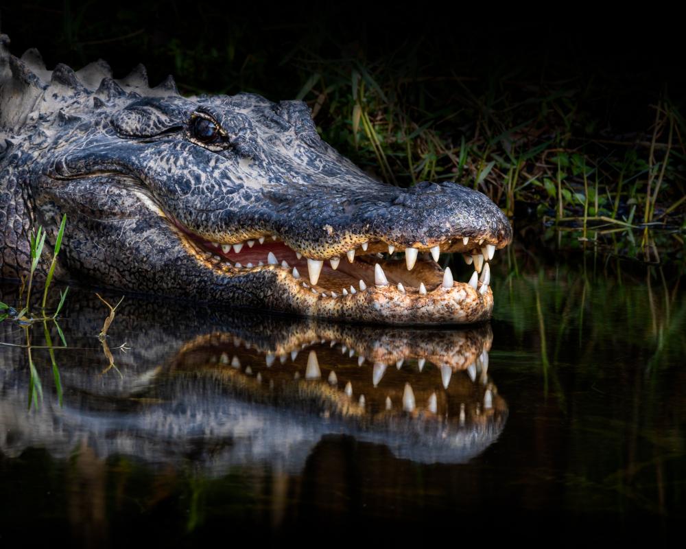 Florida Alligator Attack Autopsy Reveals Brutal Injuries
