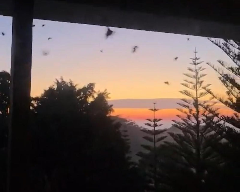 Bogong Moth Swarms in NSW May Signal Species Recovery