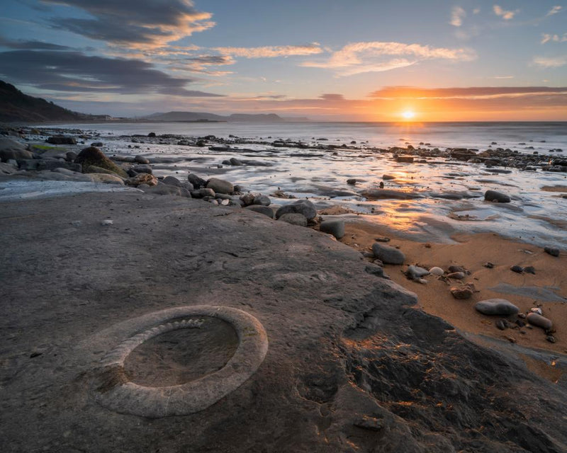 MP Urges UK Fossil Export Controls for National Treasures