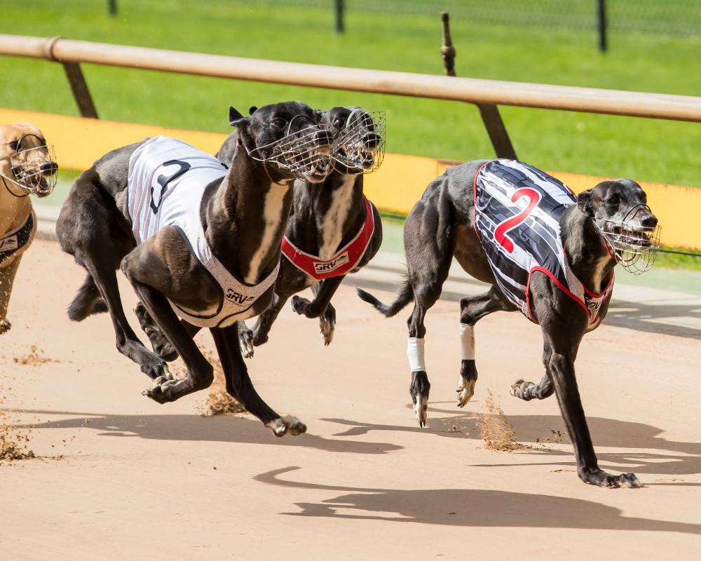 Greyhound Racing Sexism Training for Misogynistic Abuse