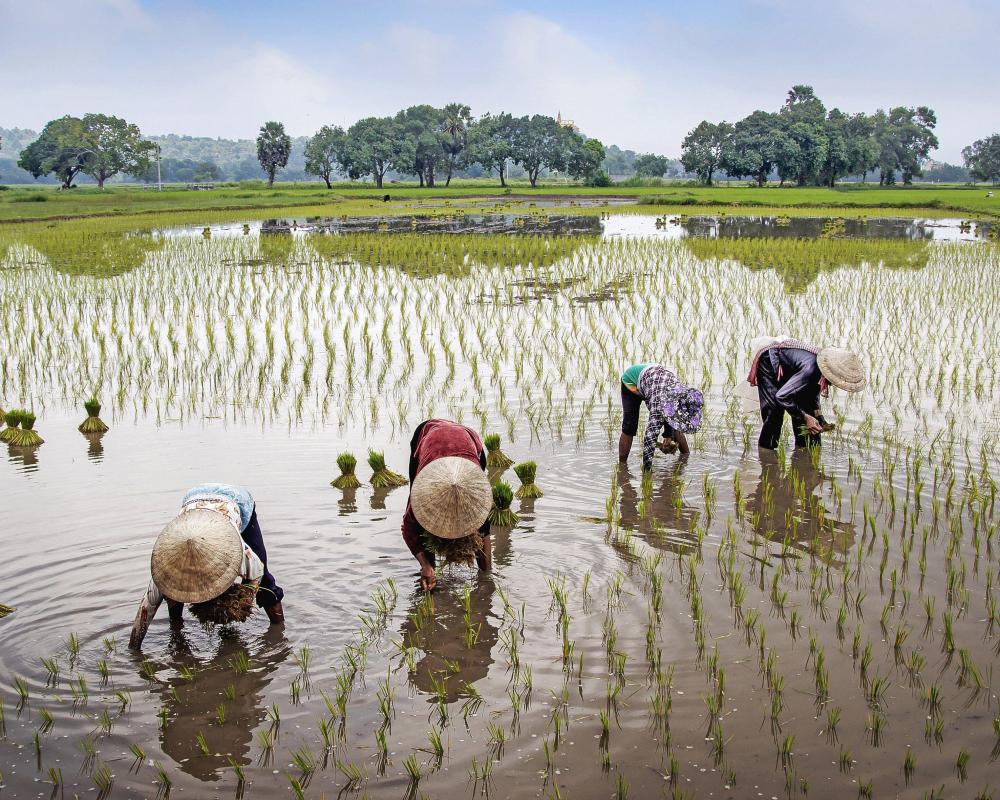 Peasants by Maryam Aslany Review: Ancient Wisdom for Modern Life