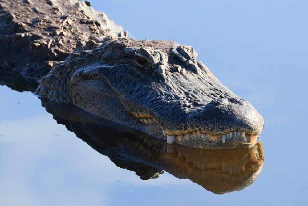 Florida Paddleboarder Saves Woman from Alligator Attack