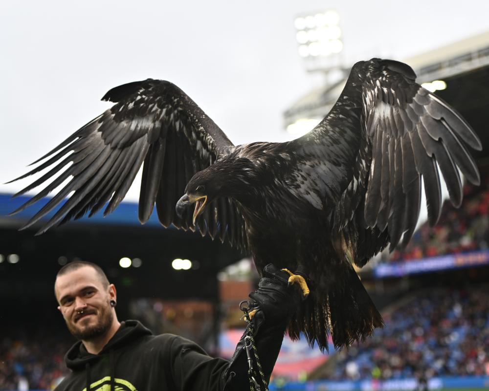 PETA Urges Crystal Palace to Retire Bald Eagle Mascot Phoenix
