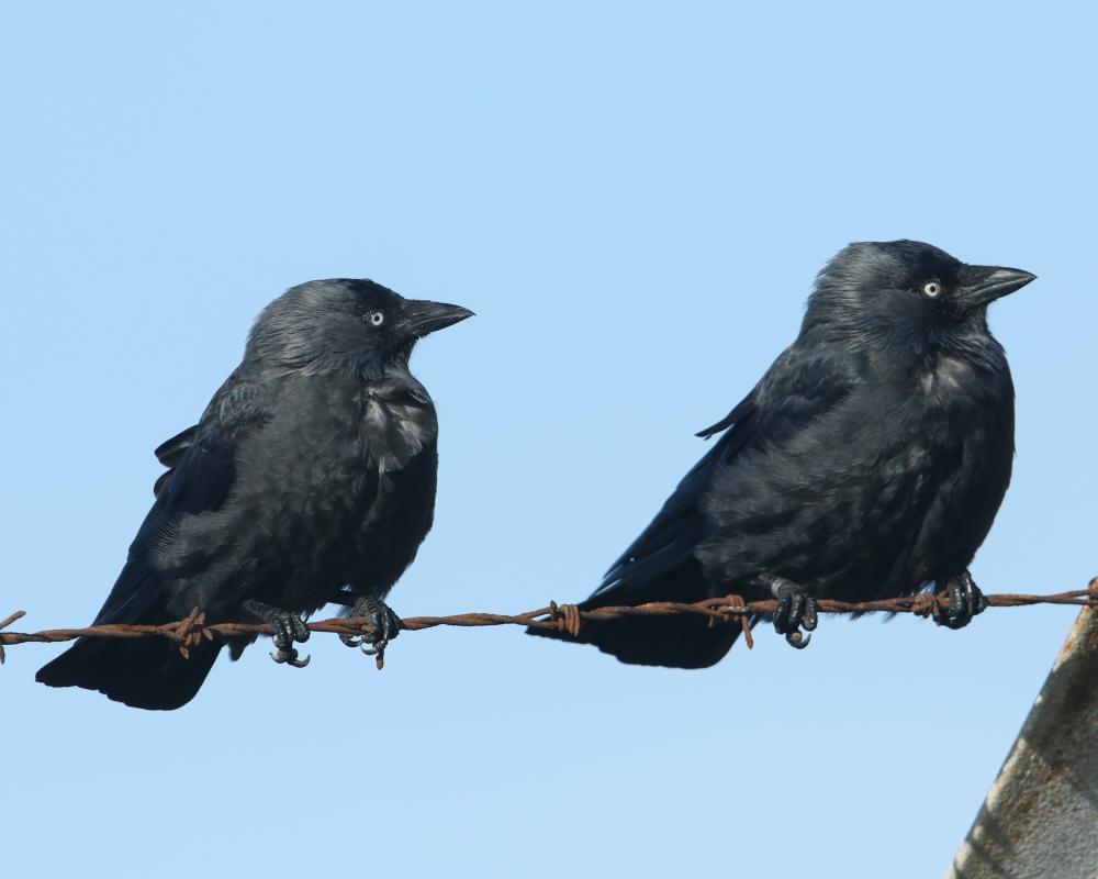 What Links Buzzard, Jackdaw, and Rosebank? Quiz Answers