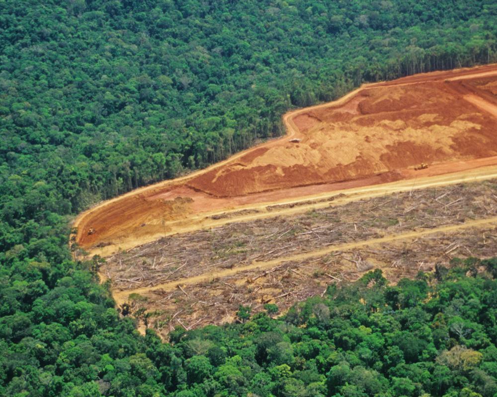UN Warns Narrowing Window to Restore World's Forests
