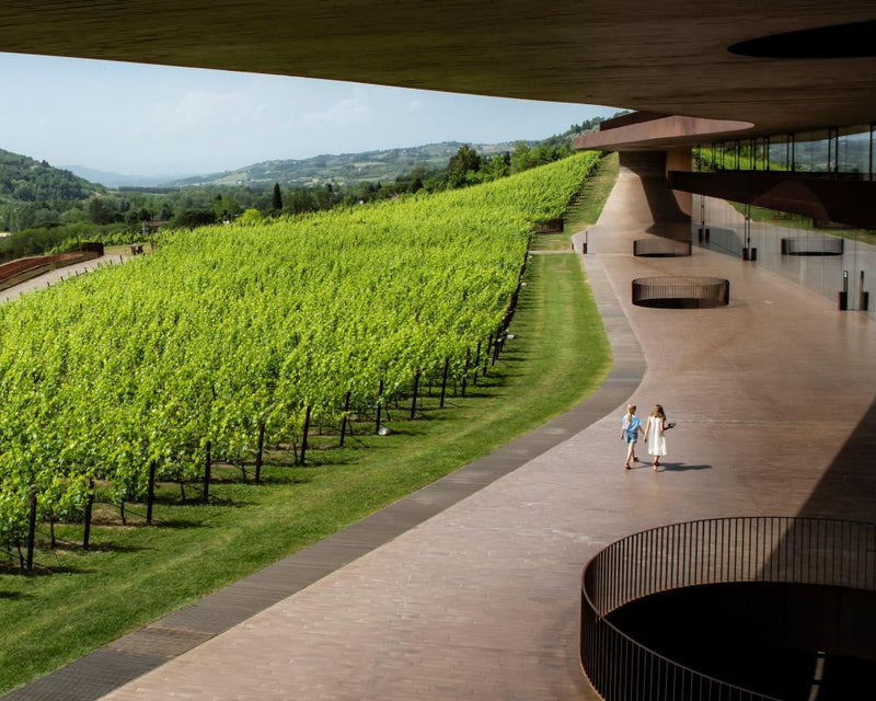 Italian Winery Heist: Thieves Steal €5m in Prized Wine